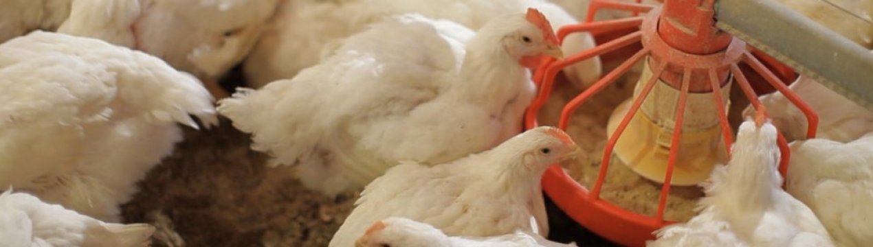 Годування бройлерів в домашніх умовах: основні правила, особливості змісту та догляду