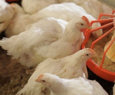 Годування бройлерів в домашніх умовах: основні правила, особливості змісту та догляду