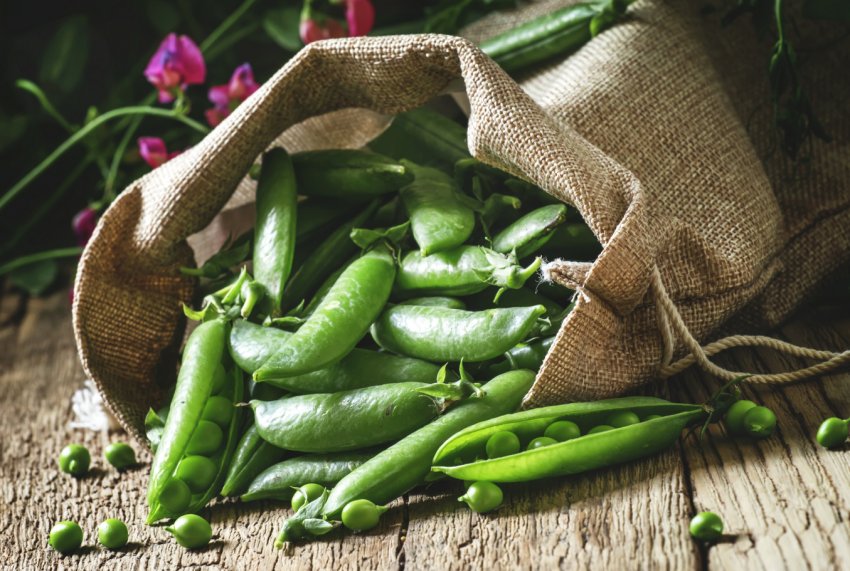 На краснодарських полях править балом горошок На краснодарських полях править балом горошок