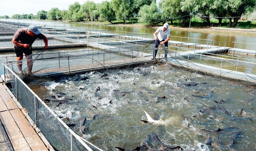 16 тисяч тонн камчатської риби вирушило на ринки Європи та Азії 16 тисяч тонн камчатської риби вирушило на ринки Європи та Азії