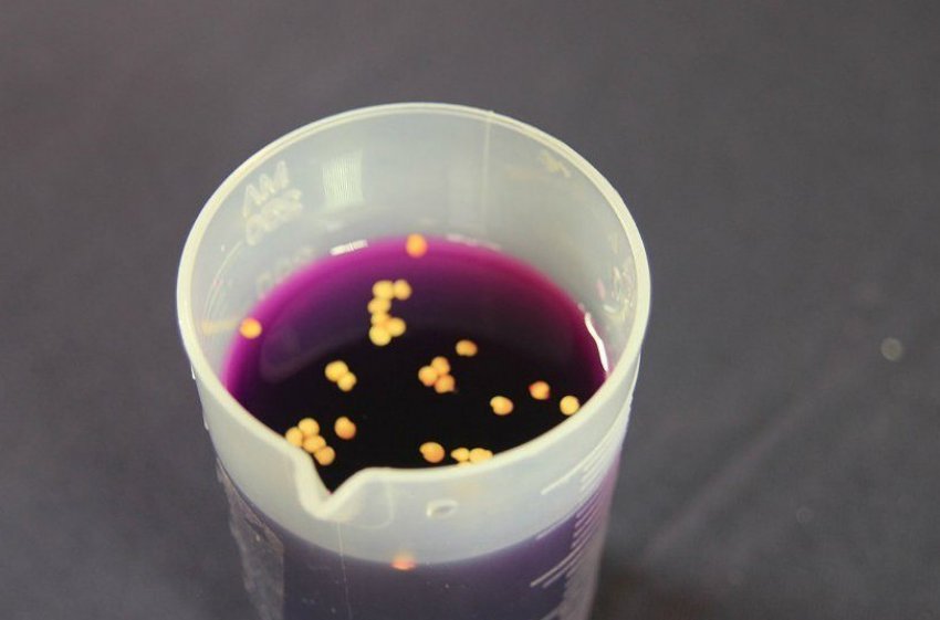 Дезінфекція насіння в марганцівці Дезінфекція насіння в марганцівці