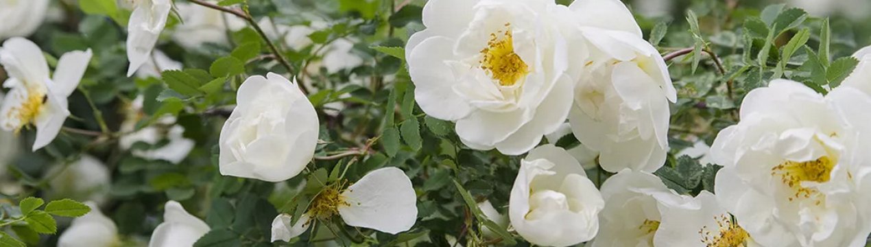 Білий шипшина: опис, вирощування і догляд