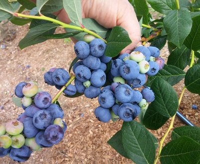 Лохина Чиппева: характеристика сорту і особливості вирощування