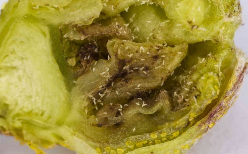 Бруньковий кліщ