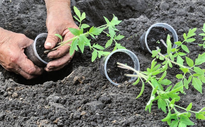 Висадка розсади