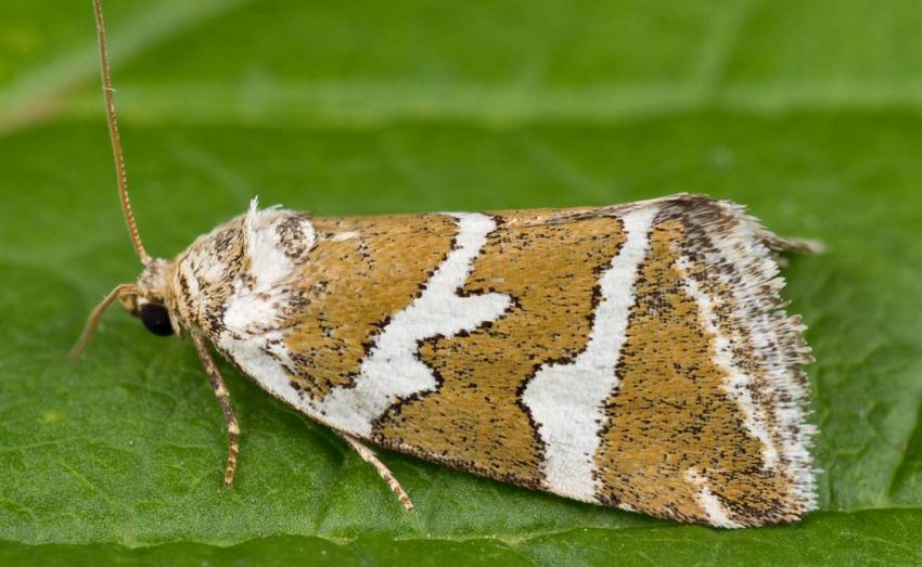 Листовійка