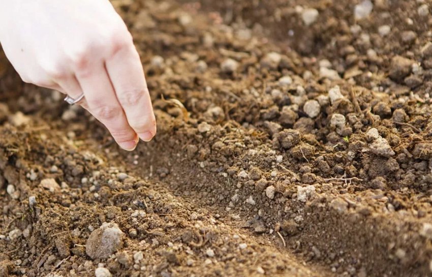 Посів насіння шипшини Посів насіння шипшини