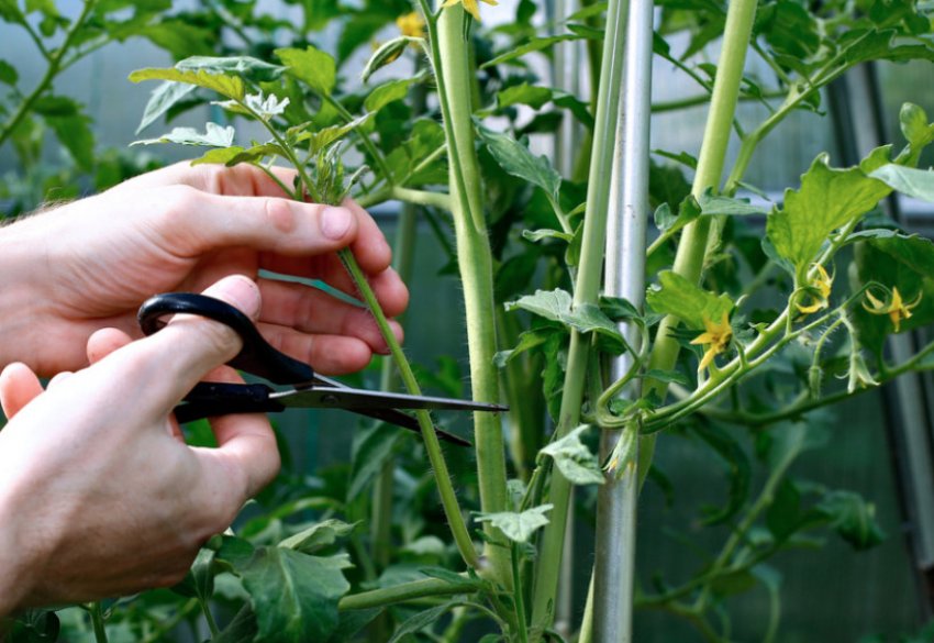 Пасинкування помідорів