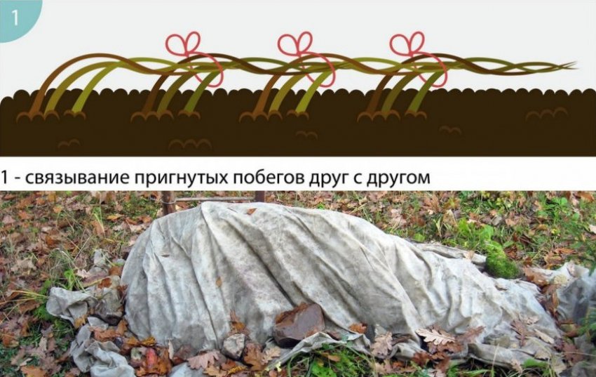 Пригинання і укриття кущів