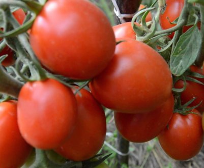 Томат «Велика матуся»: опис сорту, як правильно вирощувати і доглядати