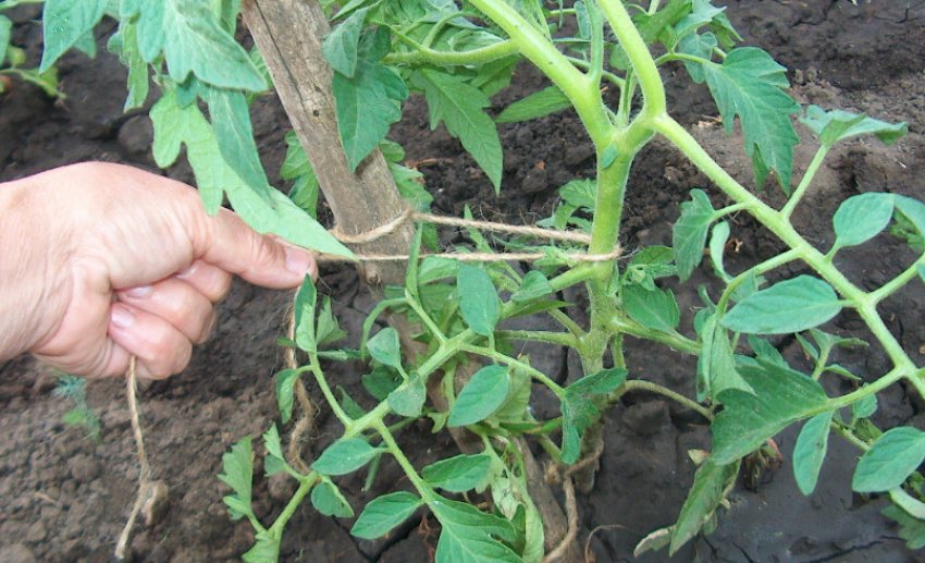 Підв'язка томатів