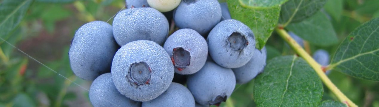 Лохина Елізабет: характеристика сорту і тонкощі вирощування