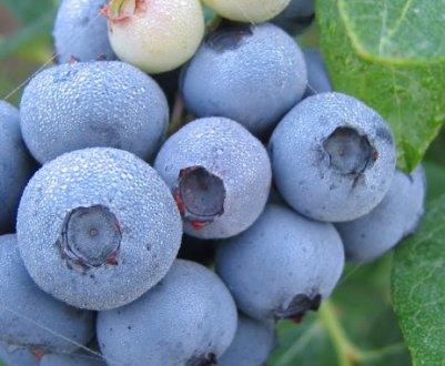 Лохина Елізабет: характеристика сорту і тонкощі вирощування