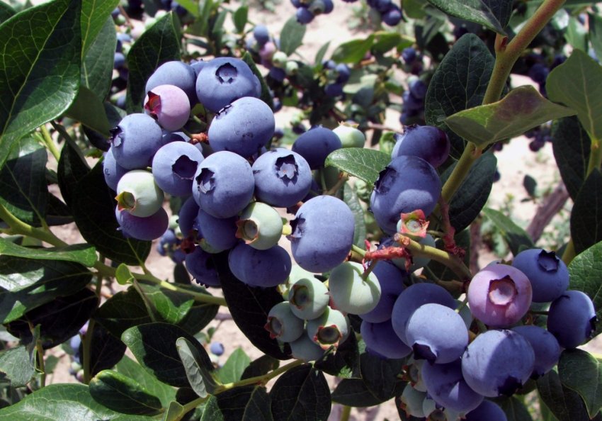 Лохина Елізабет