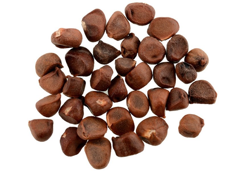 Насіння лохини