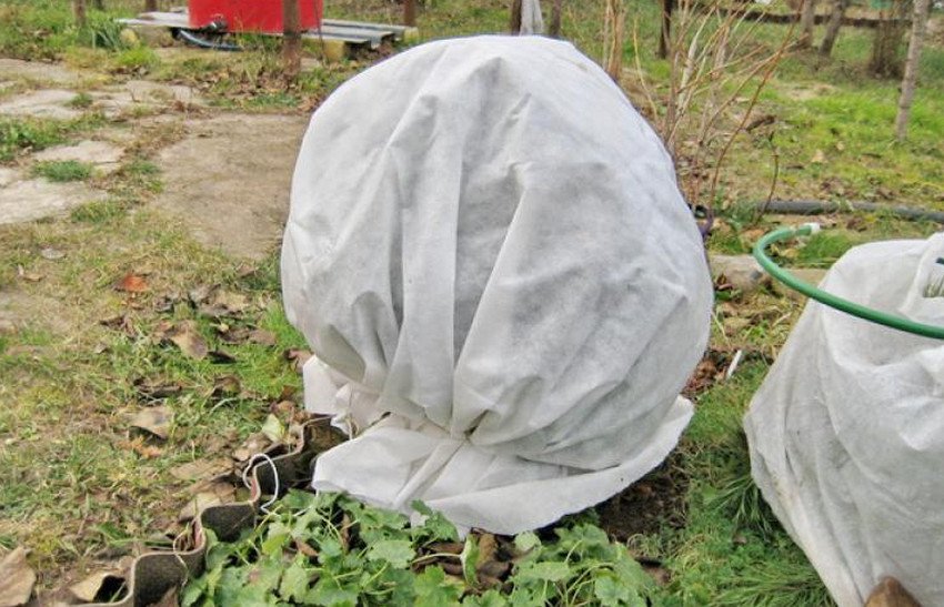 Укриття лохини на зиму