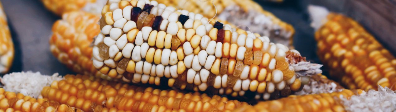 Краснодарські сільгоспвиробники засиплють білорусів кукурудзою і тритикале