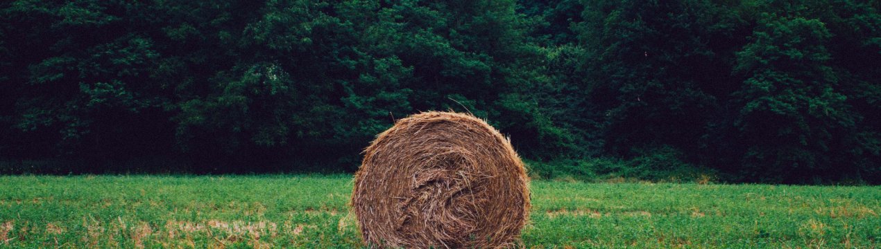 Алтай вийшов на фінішну пряму в заготівлі кормів