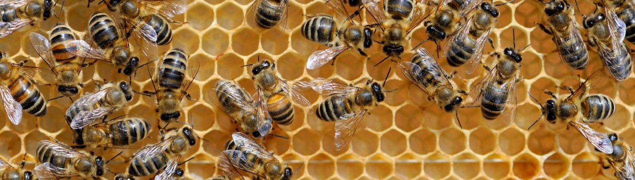 Липецьким пасічникам відшкодують збитки від масової загибелі бджолиних сімей