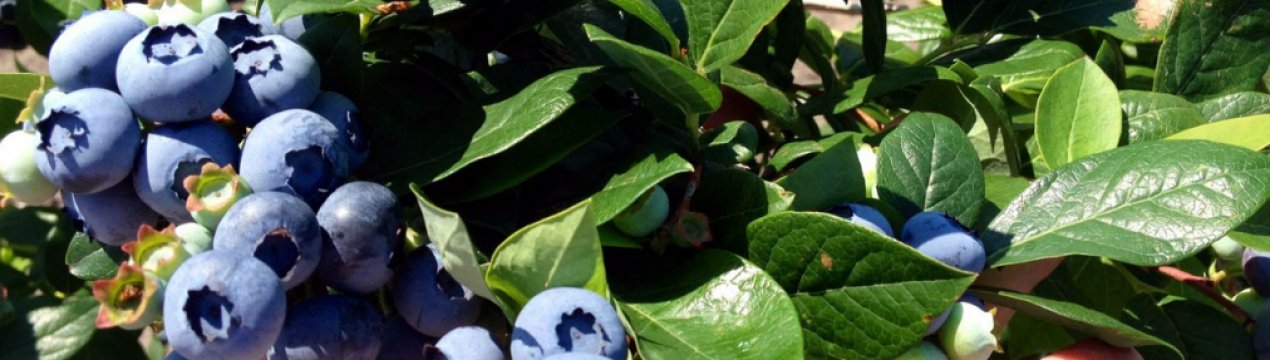 Опис і характеристики сорту лохини Спартан