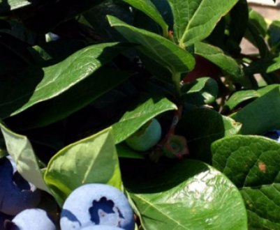 Опис і характеристики сорту лохини Спартан