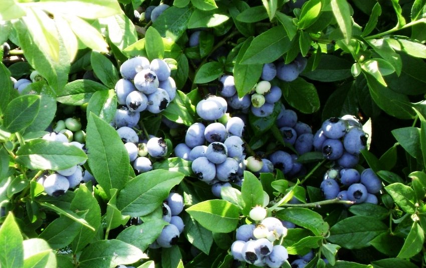 Лохина Спартан