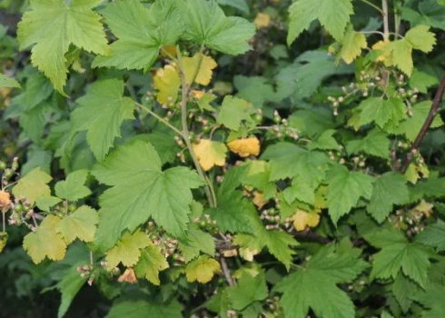 Что делать, если желтеют листья смородины