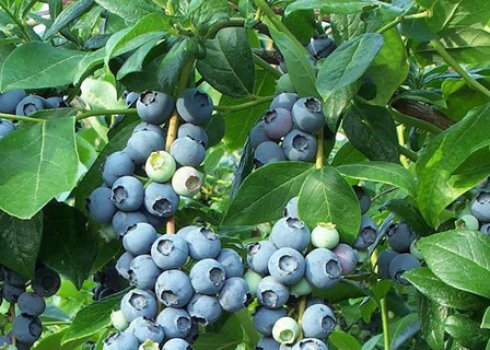 Лохина не плодоносить: причини, що потрібно робити