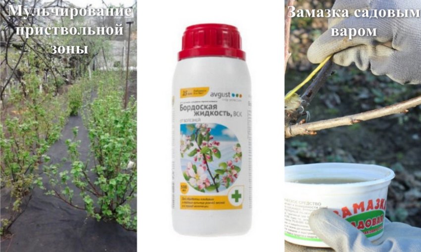 Догляд за кущами після обрізки