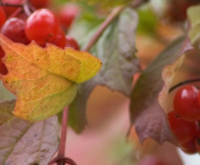 Сусідство калини звичайної з іншими рослинами: яблуня, горобина, вишня, бузок