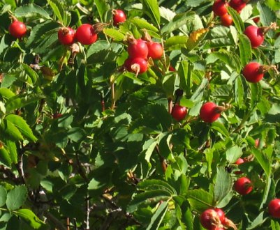 Як і коли правильно обрізати шипшина