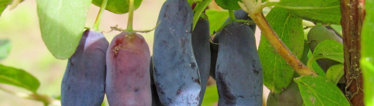 Сорт жимолості Ассоль — зовнішній вигляд, особливості сорту