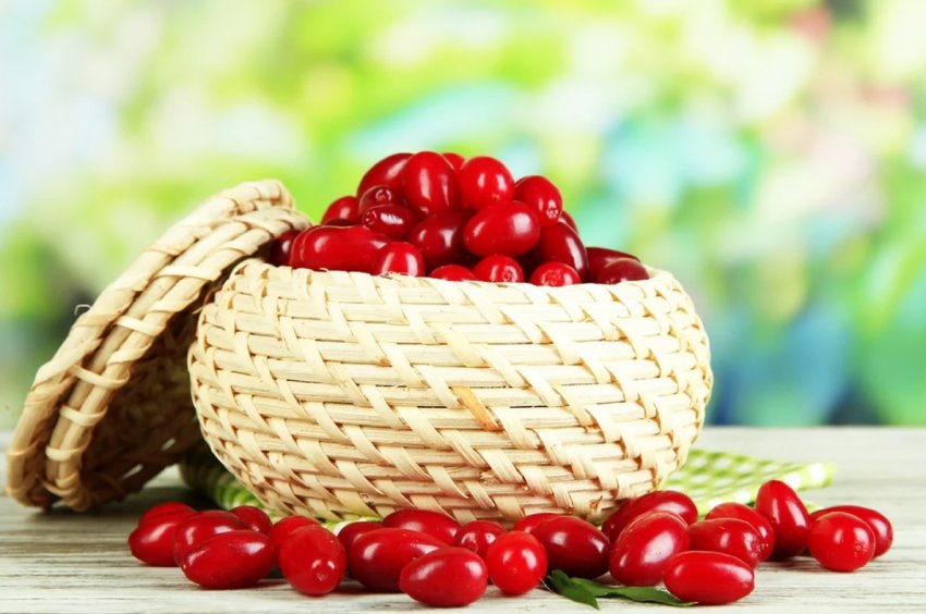 Херсонський садівник вирощує 7 сортів кизилу і нішеві культури Херсонський садівник вирощує 7 сортів кизилу і нішеві культури