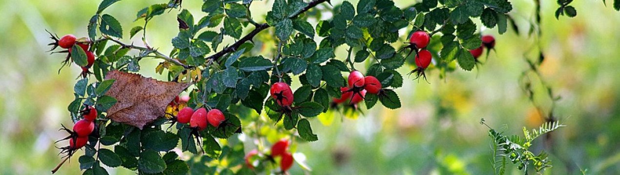 Шипшина для імунітету