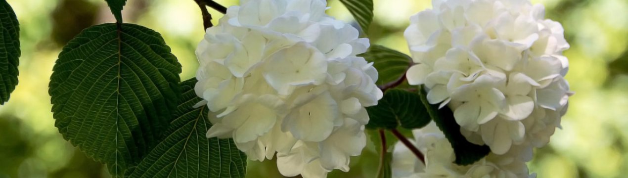 Калина Бульдонеж