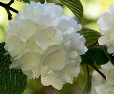 Калина Бульдонеж