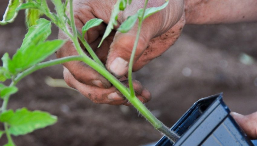 Висадка помідорів на вулицю Висадка помідорів на вулицю