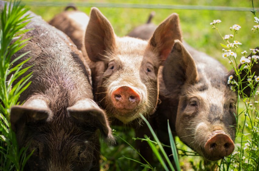 Фермер з Вінницької області організував безвідходну свиноферму Фермер з Вінницької області організував безвідходну свиноферму