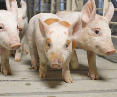 Фермер з Вінницької області організував безвідходну свиноферму