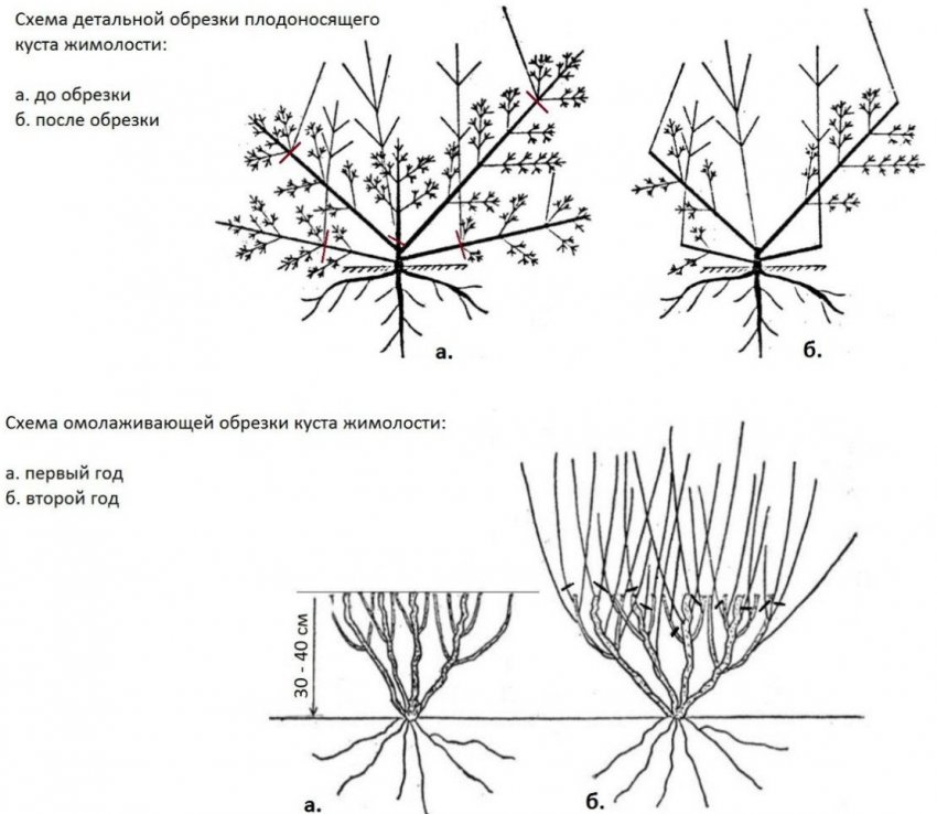 Схема обрізка жимолості