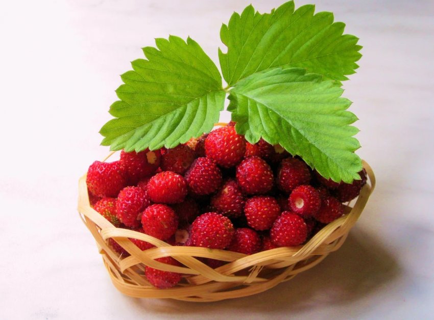 Американські вчені явили світові нові сорти суниці Американські вчені явили світові нові сорти суниці