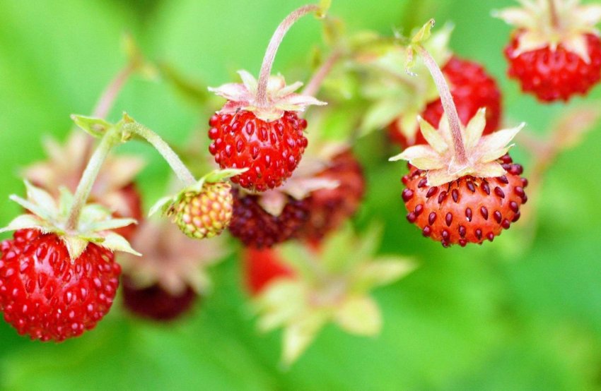 Американські вчені явили світові нові сорти суниці Американські вчені явили світові нові сорти суниці