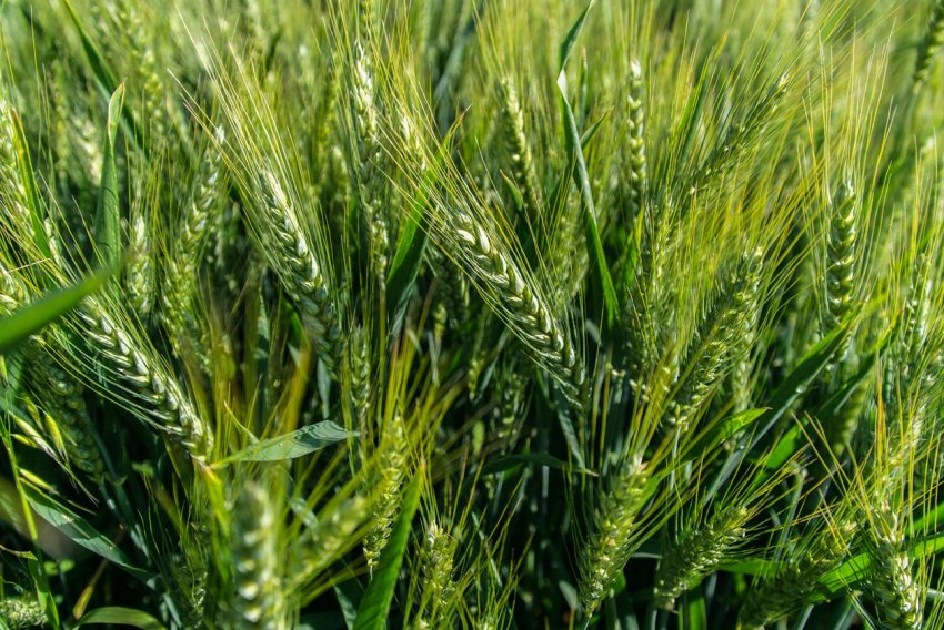 Афганські засіки поповняться пшеницею з Казахстану