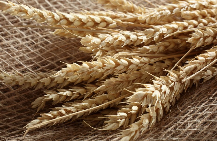 Афганські засіки поповняться пшеницею з Казахстану
