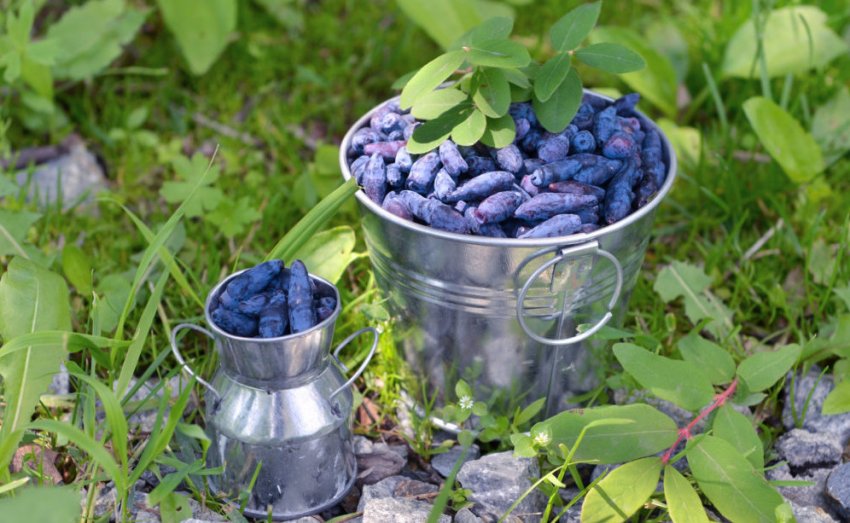 Урожай жимолості