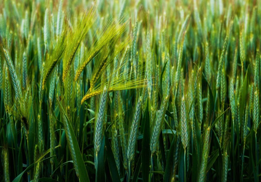 Експерти обіцяють Німеччини істотне зниження врожайності