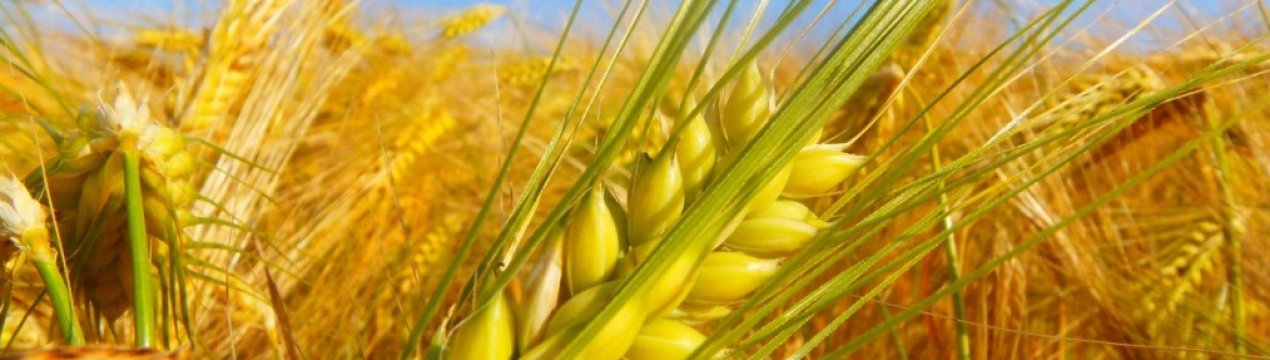 Експерти обіцяють Німеччини істотне зниження врожайності