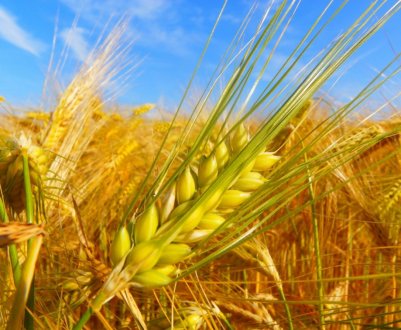 Експерти обіцяють Німеччини істотне зниження врожайності