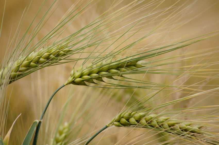 Експерти обіцяють Німеччини істотне зниження врожайності