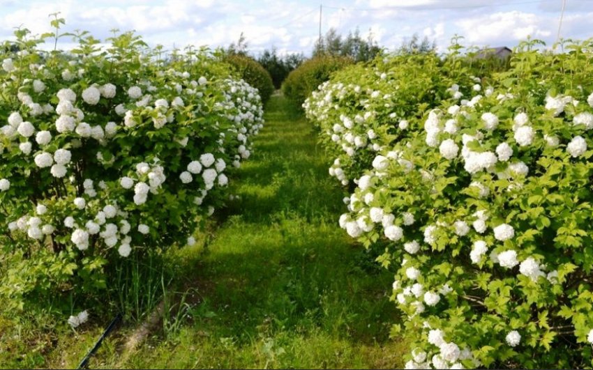 Калина Бульдонеж Калина Бульдонеж